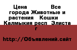 Zolton › Цена ­ 30 000 - Все города Животные и растения » Кошки   . Калмыкия респ.,Элиста г.